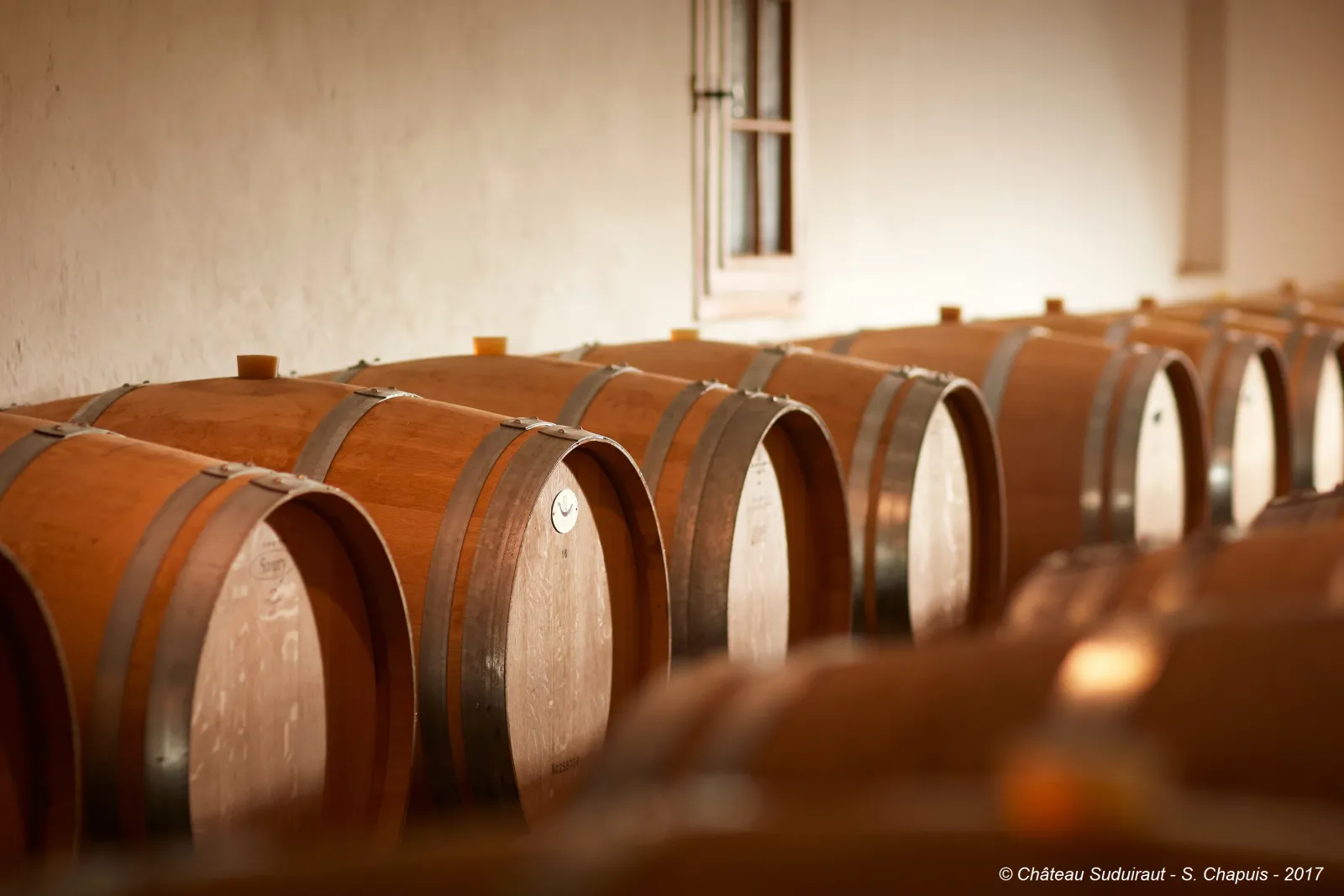 Row of oak barrels lined up in the cellar of Château Suduiraut in Bordeaux, with wooden casks bound with metal rings in a white-ceilinged cellar.