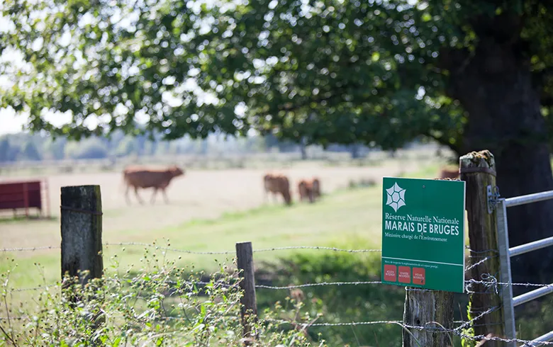 Sign for the Marais de Bruges National Nature Reserve near Bordeaux, with pasture and cattle grazing in the background beneath a large tree.