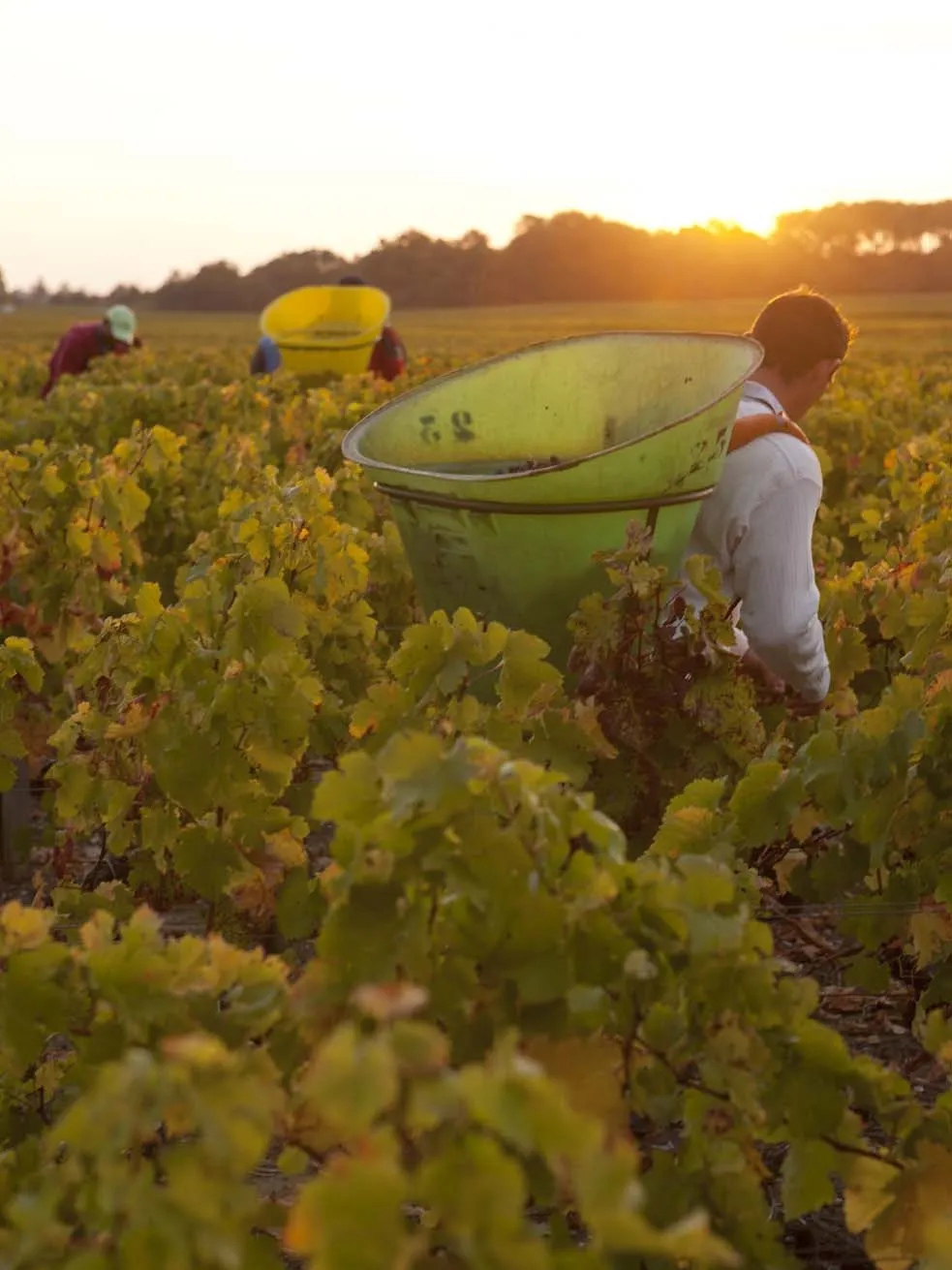 Vineyard workers harvesting grapes at Château Chasse-Spleen near Bordeaux at sunset, using yellow and green collection bins.