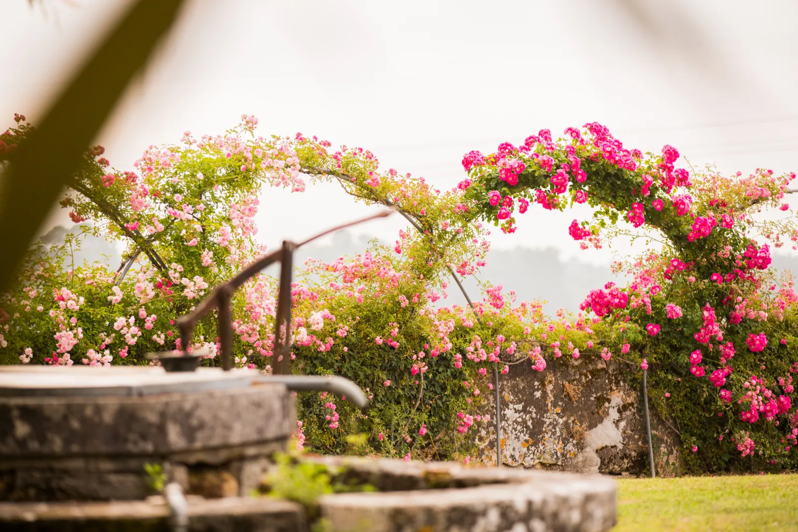 Flowering garden at Château Latour-Martillac in Bordeaux featuring pink and white climbing roses on trellises, stone walls covered with blooms, and a fountain in the foreground.