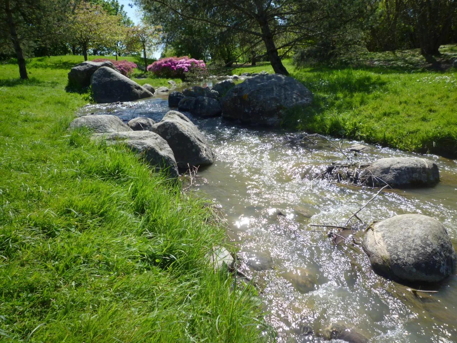 A stream surrounded by rocks and green grass in the Barails Ecological Reserve in Bordeaux, with trees and pink rhododendrons in the background.
