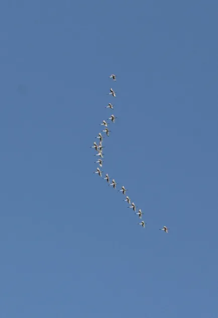 Flock of wild ducks flying in V-formation against a clear blue sky over the Certes-Graveyron wetlands near Bordeaux