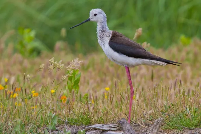 A white and brown stilted bird with long pink legs stands in a meadow with yellow flowers at Bordeaux Île Nouvelle.