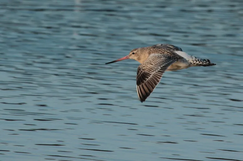 A Ruff bird in flight over water with wings spread, photographed at the Teich Ornithological Reserve near Bordeaux.