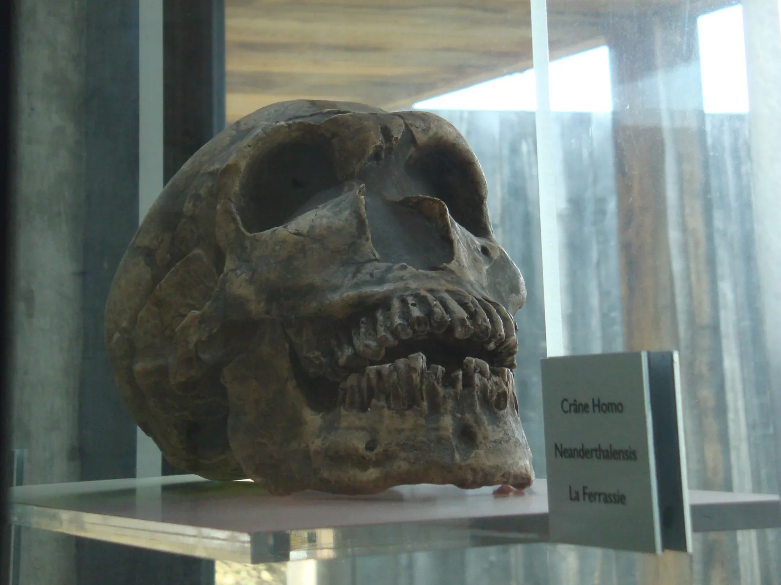 Neanderthal skull fossil displayed in a museum case at Pair-non-Pair Cave museum in Bordeaux, with identification label.