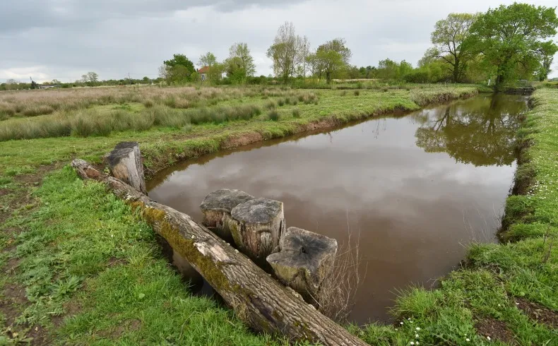 Panoramic view of the Montferrand marshes near Bordeaux featuring a water channel, aquatic vegetation, a fallen log in the foreground, and trees under a cloudy sky.