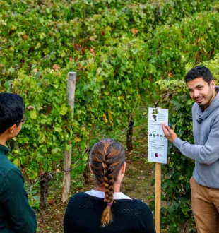Three people examining an information label in a vineyard at Château La Croizille in Bordeaux, with grapevines in the background.