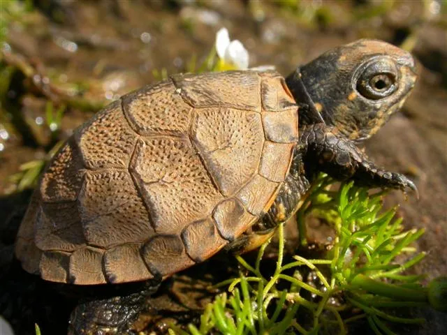Young terrestrial turtle on a moss-covered rock in the Marais de Bruges National Nature Reserve near Bordeaux.