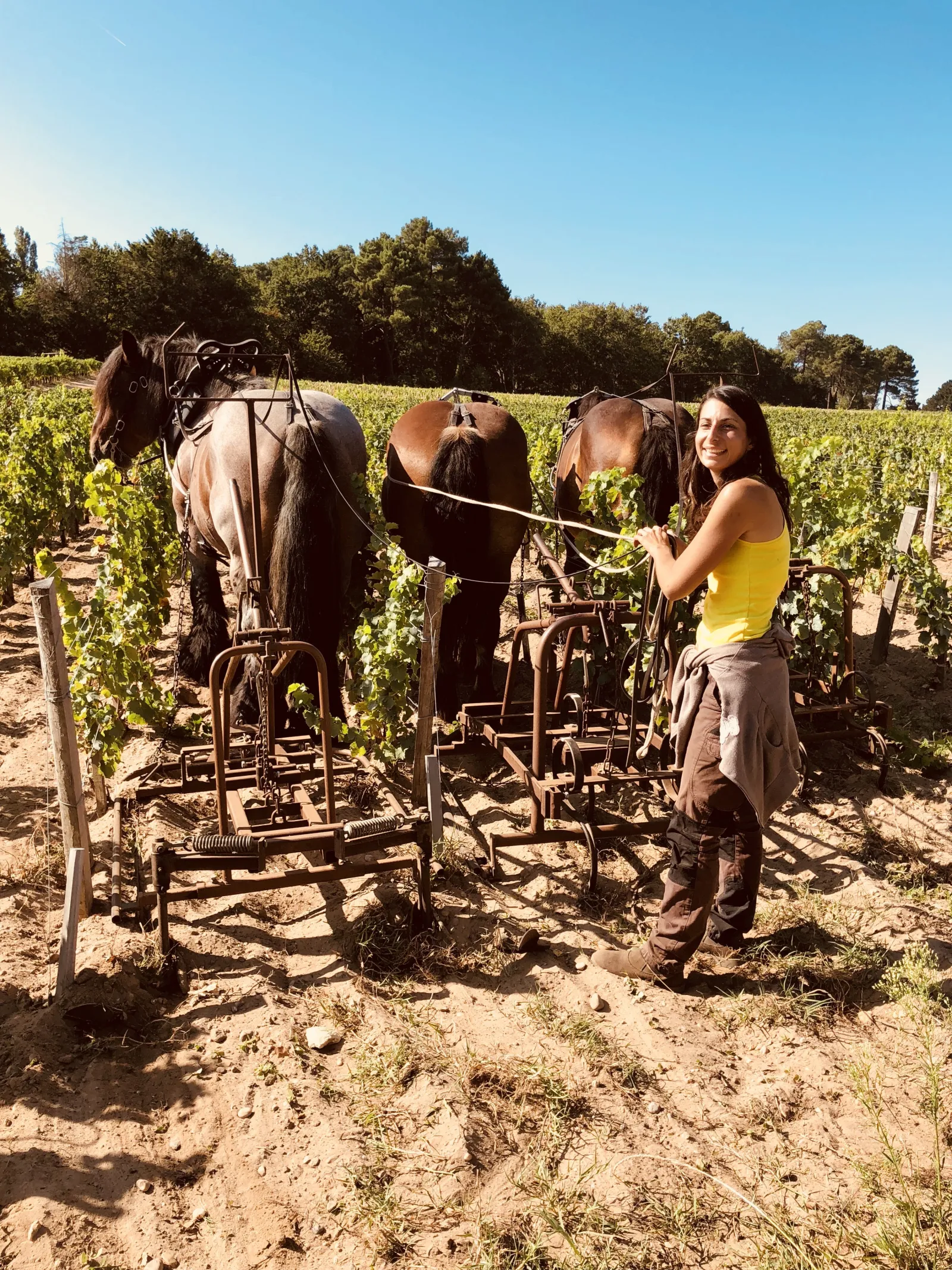 A woman in yellow clothing guides two horses pulling a plow through the vineyards of Château Smith Haut Lafitte near Bordeaux on a clear day.