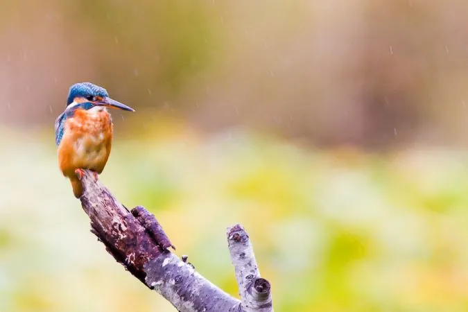 A kingfisher with blue and orange plumage perched on a dead branch at the Certes-Graveyron nature reserve near Bordeaux.