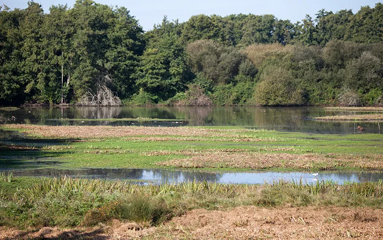 Panoramic view of the Bruges Marshes National Nature Reserve near Bordeaux, featuring shallow wetlands with aquatic vegetation and dense forest in the background.