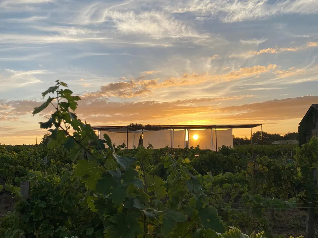 Sunset view over the vineyards of Château Hourtin-Ducasse in Bordeaux, with a protective wine structure in the background and a dramatic sky with orange and golden hues.