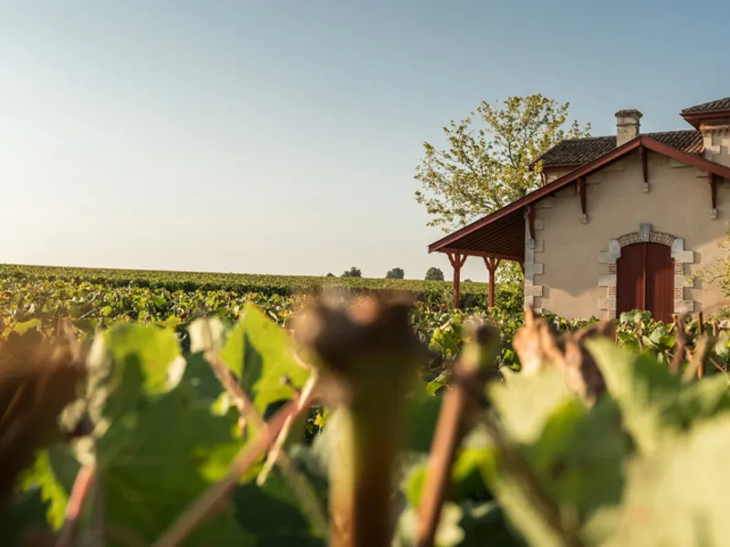 A Bordeaux-style building with a red-tiled roof overlooks vast vineyards, with grapevines in sharp focus in the foreground at Château Giscours.
