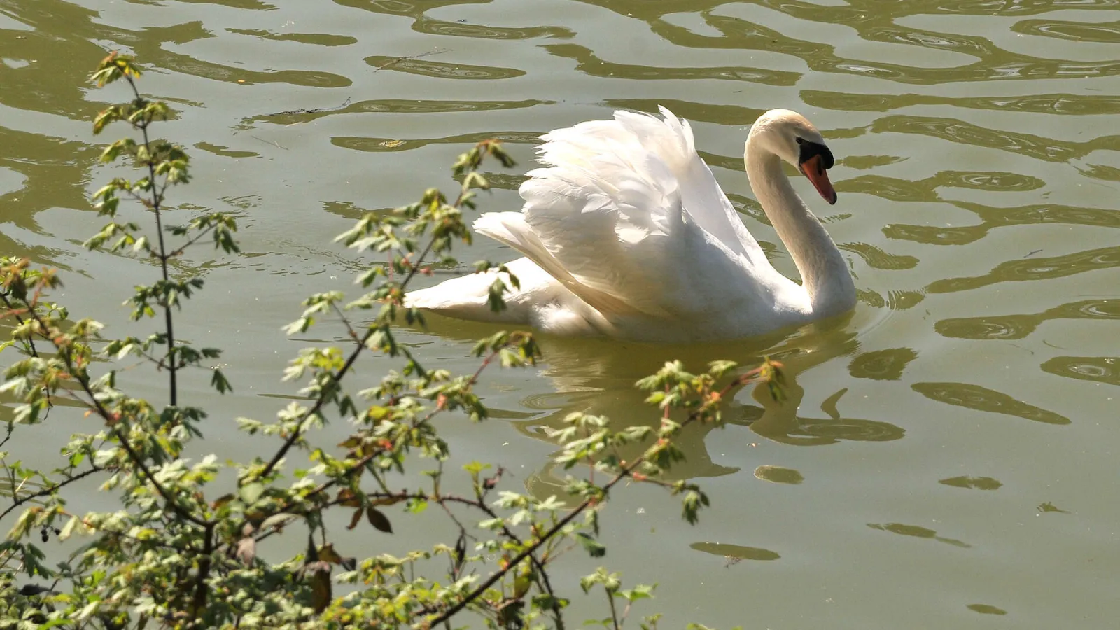 A white swan swimming in the water at Bois de Thouars in Bordeaux, surrounded by green vegetation and water reflections