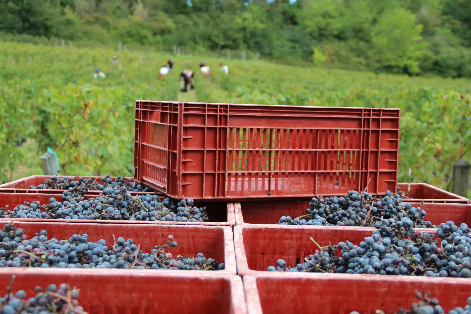 Red harvest bins filled with dark grapes collected from the vineyards of Château Bernateau in Bordeaux, with harvest workers visible in the background vineyards.
