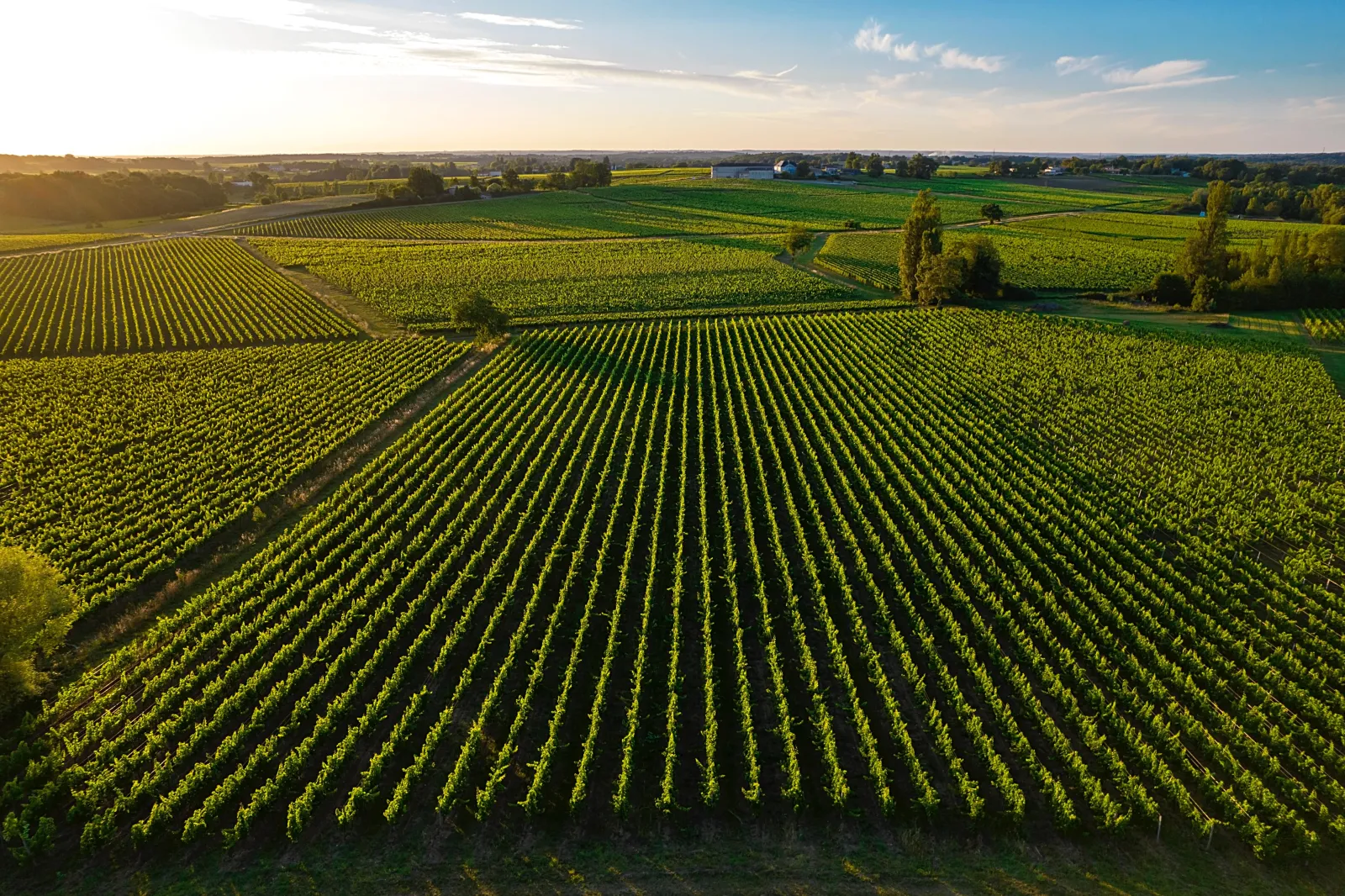 Aerial view of organized vineyard rows in the Bordeaux region, with scattered houses and trees among the cultivated plots under a clear sky.