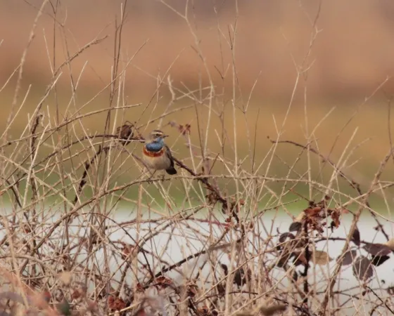 A colorful bird perched on dry branches in the Certes-Graveyron wetlands near Bordeaux
