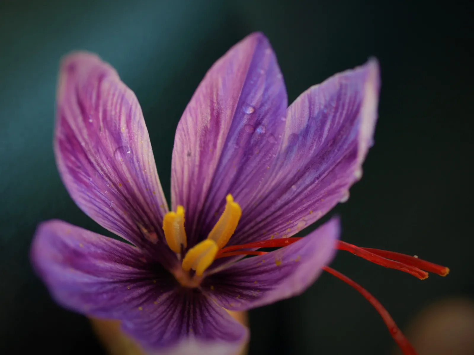 Close-up of a saffron flower with purple veined petals and yellow and red stamens, grown in Bordeaux at Château Couhins