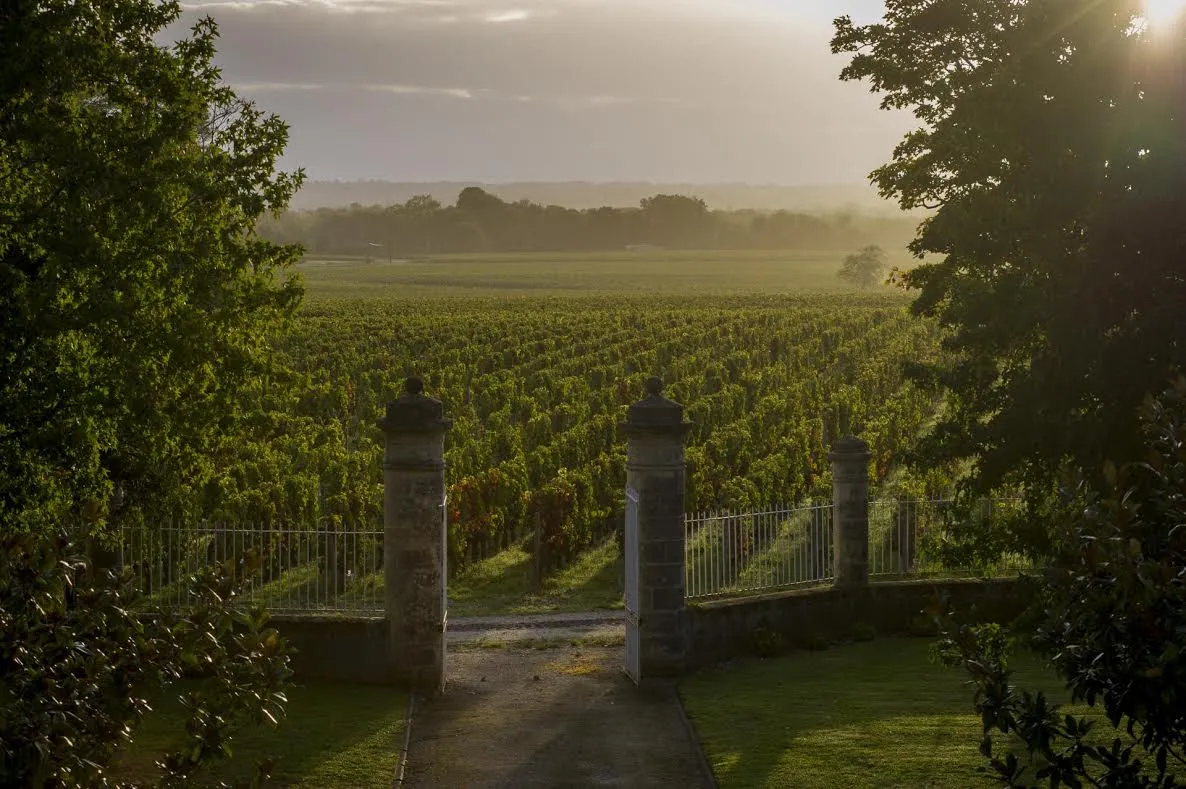 Morning view of Château Malescasse vineyard near Bordeaux, with a stone gateway overlooking rows of vines shrouded in mist