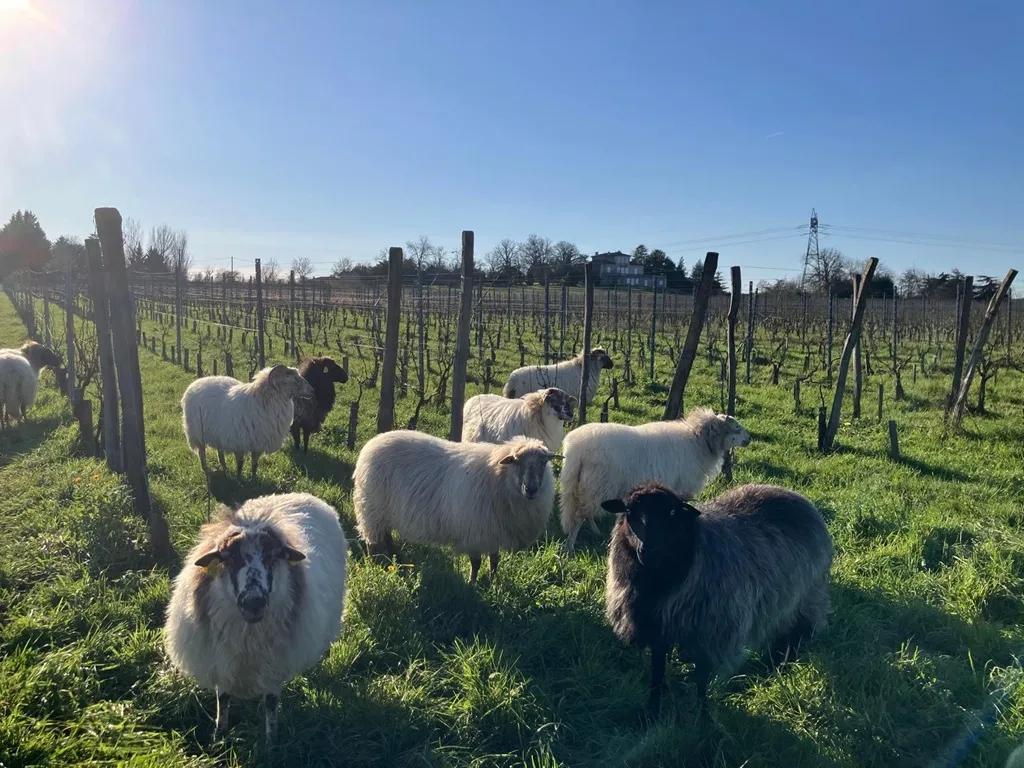 Herd of white and black goats grazing in a vineyard at Château de Chelivette near Bordeaux, with vine posts and a building in the background.