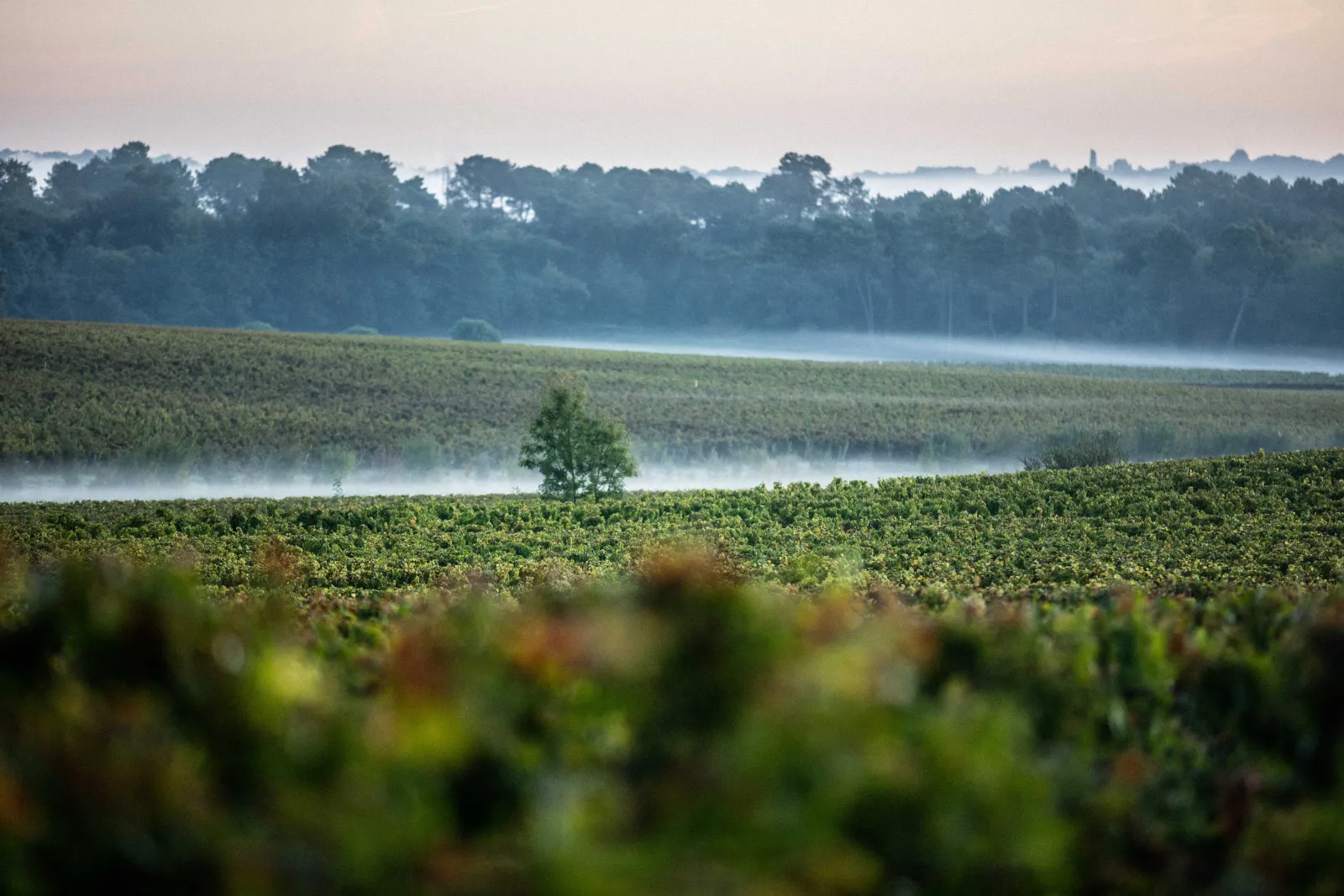 Bordeaux vineyards at dawn with morning mist, scattered trees and forest backdrop