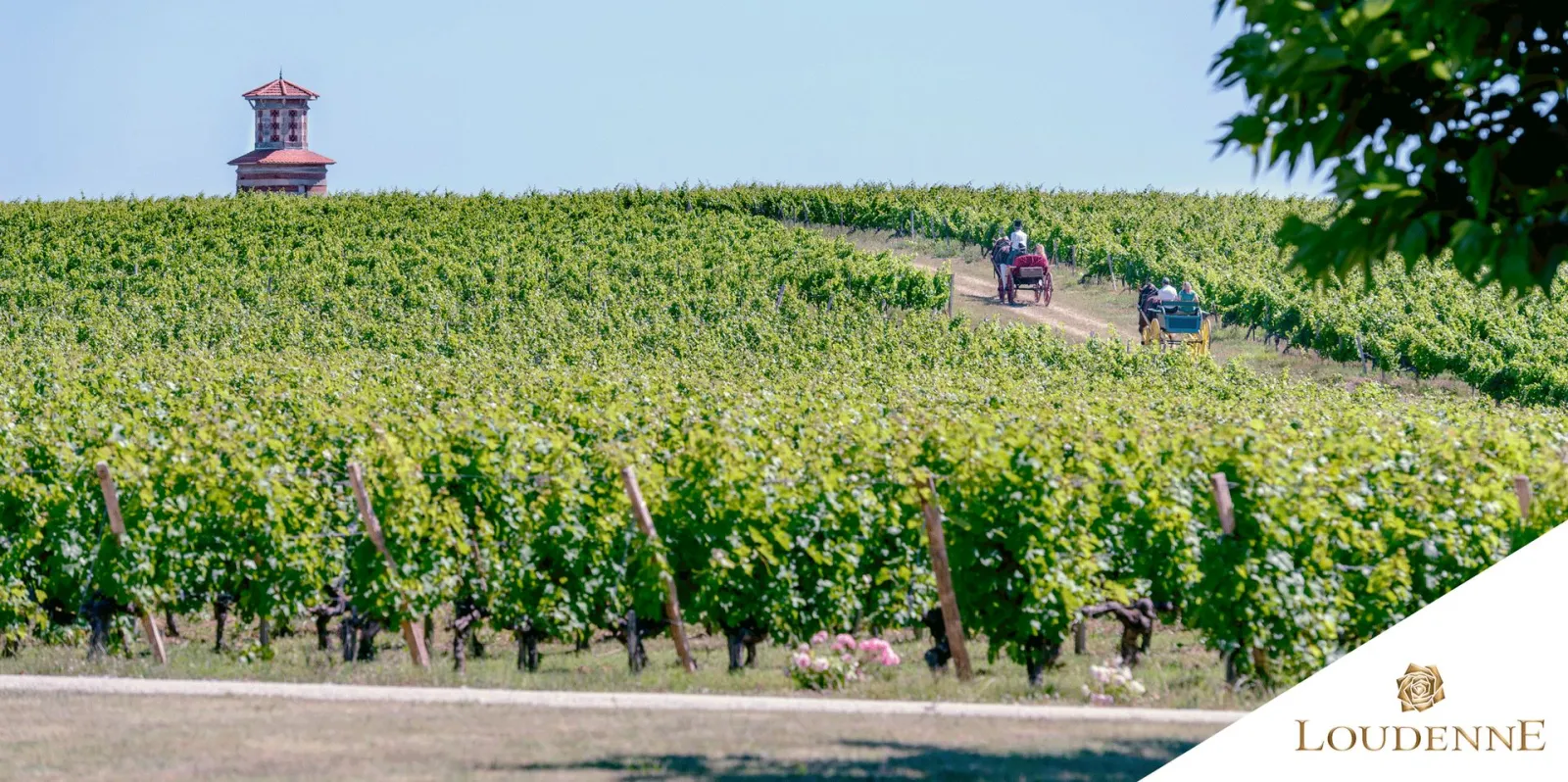Loudenne Castle vineyards in Bordeaux with a pink tower in the background and visitors harvesting grapes among the vine rows