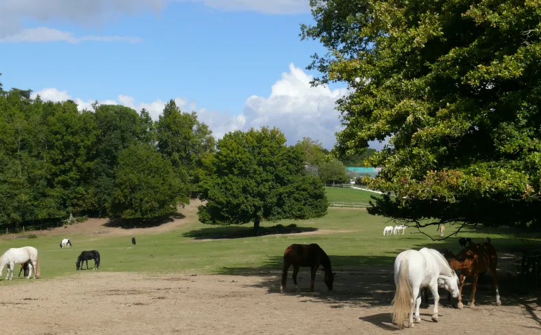Horses of various colors grazing in a lush meadow at the Domaine de la Burthe in Bordeaux, with majestic trees and a clear sky in the background.