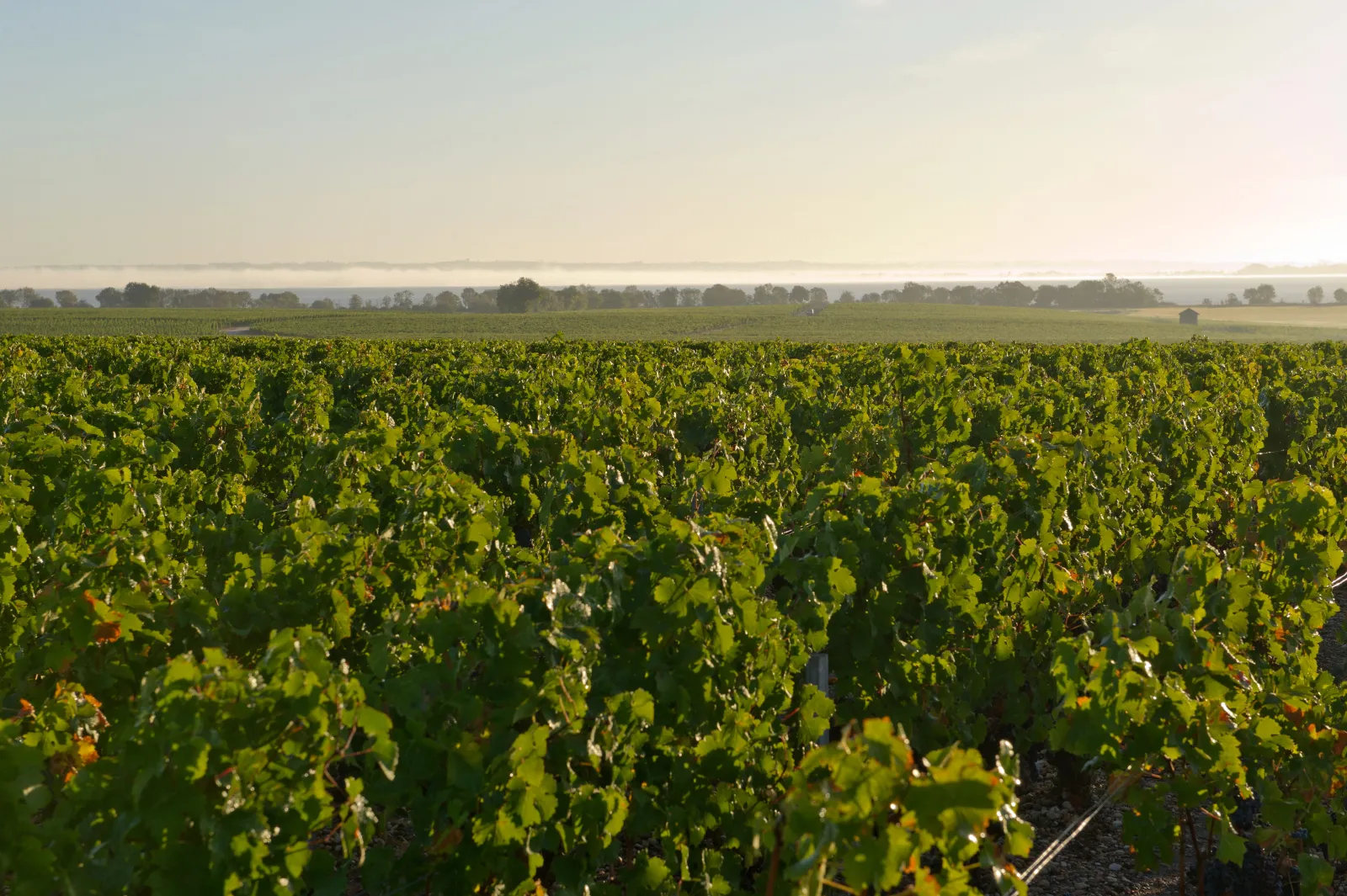 Vineyard of Château Tronquoy in Bordeaux with rows of green vines stretching to the horizon under clear sky