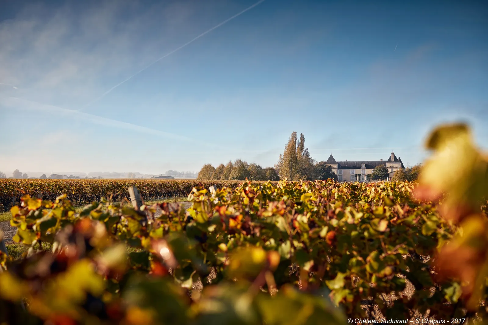 Autumn vineyard landscape at Château Suduiraut near Bordeaux, with the château visible in the distance against a clear blue sky.