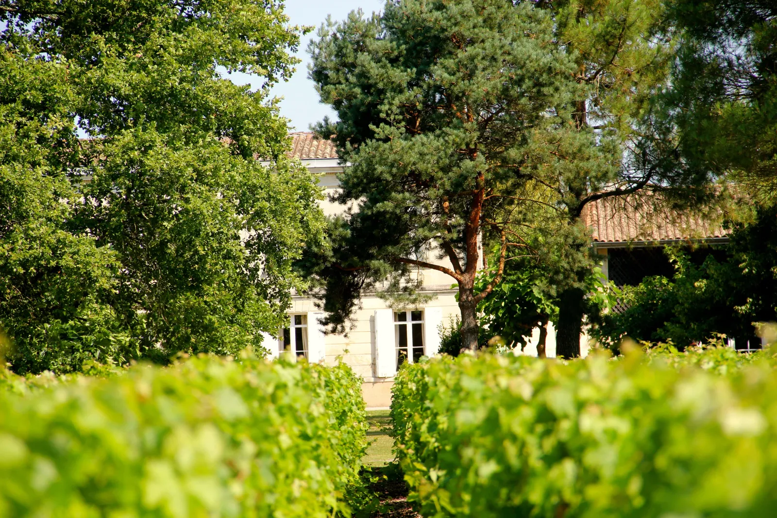 View of Château Baudan in Bordeaux through vineyard rows, with fruit trees and terracotta-roofed buildings visible in the background