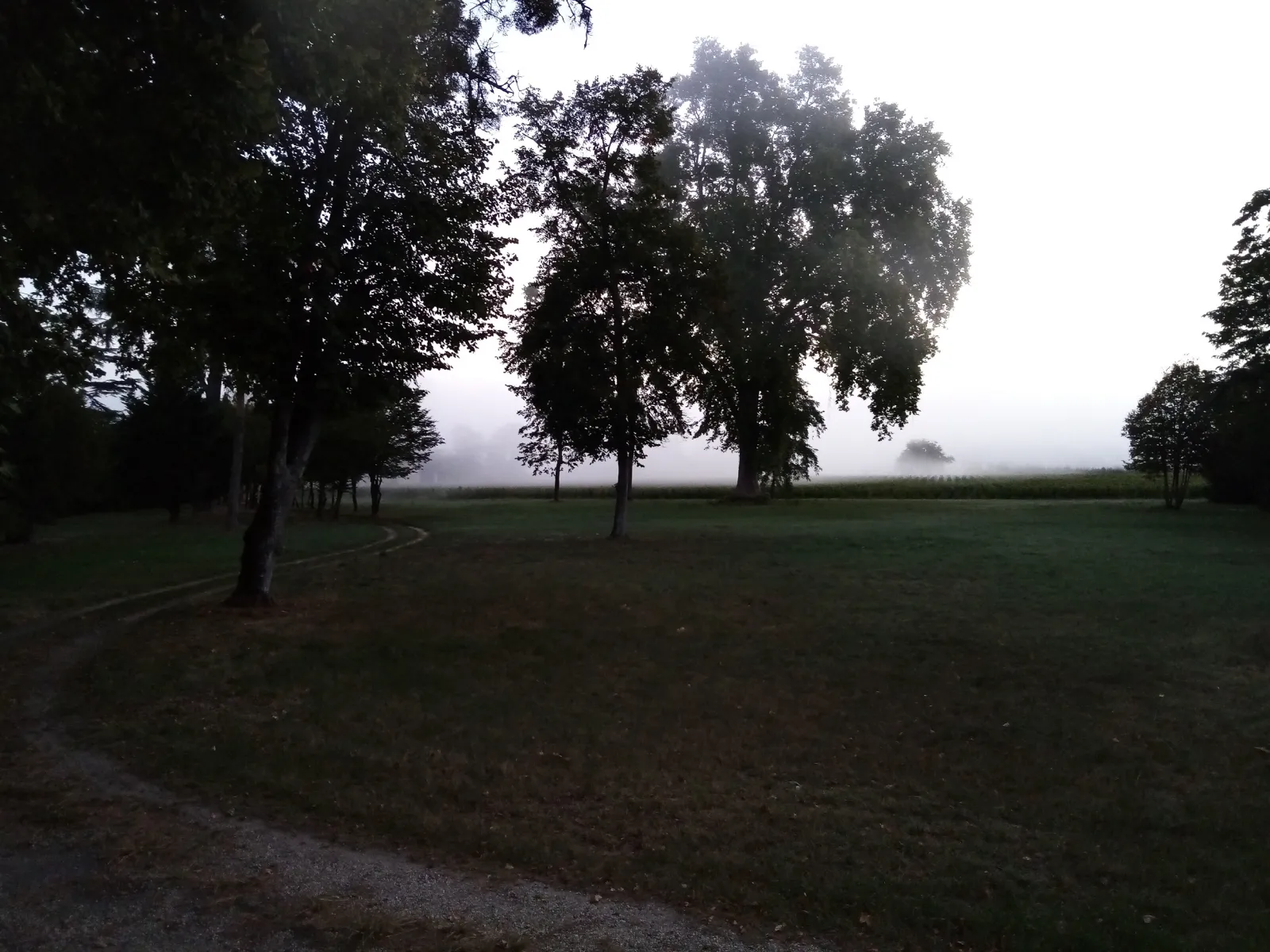 Tree-lined avenue leading to Château du Mayne La Merci near Bordeaux, shrouded in morning mist with open fields