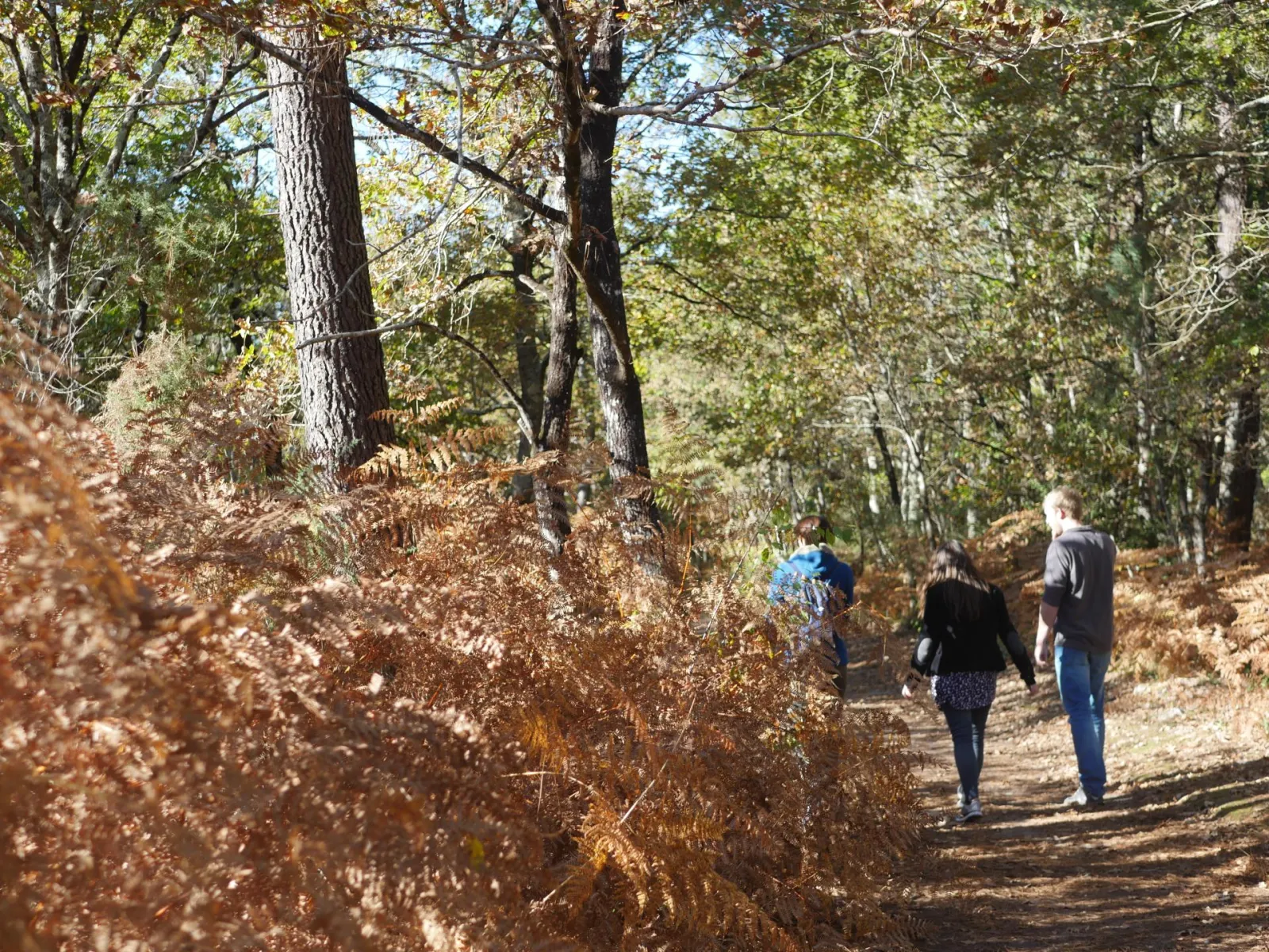 Three hikers walk on a forest trail covered with brown autumn leaves, surrounded by tall trees and dry ferns in the Taillan Médoc forest near Bordeaux.