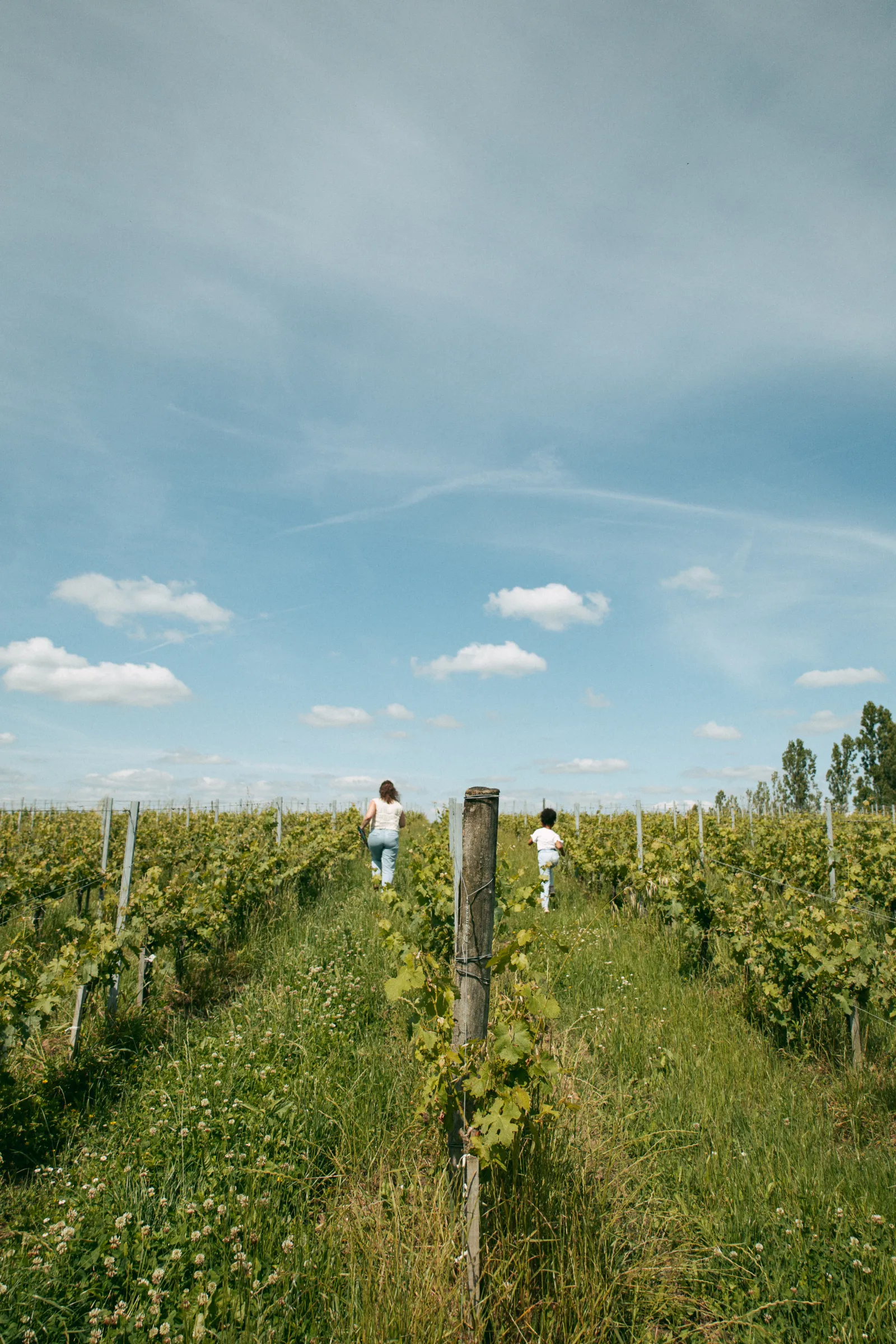 Two children walking through the vineyard rows at Malagar estate near Bordeaux, under a blue sky with white clouds.