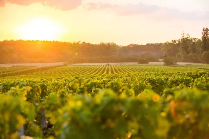 Pessac-Léognan vineyard at sunset with rows of green vines and forest in the background