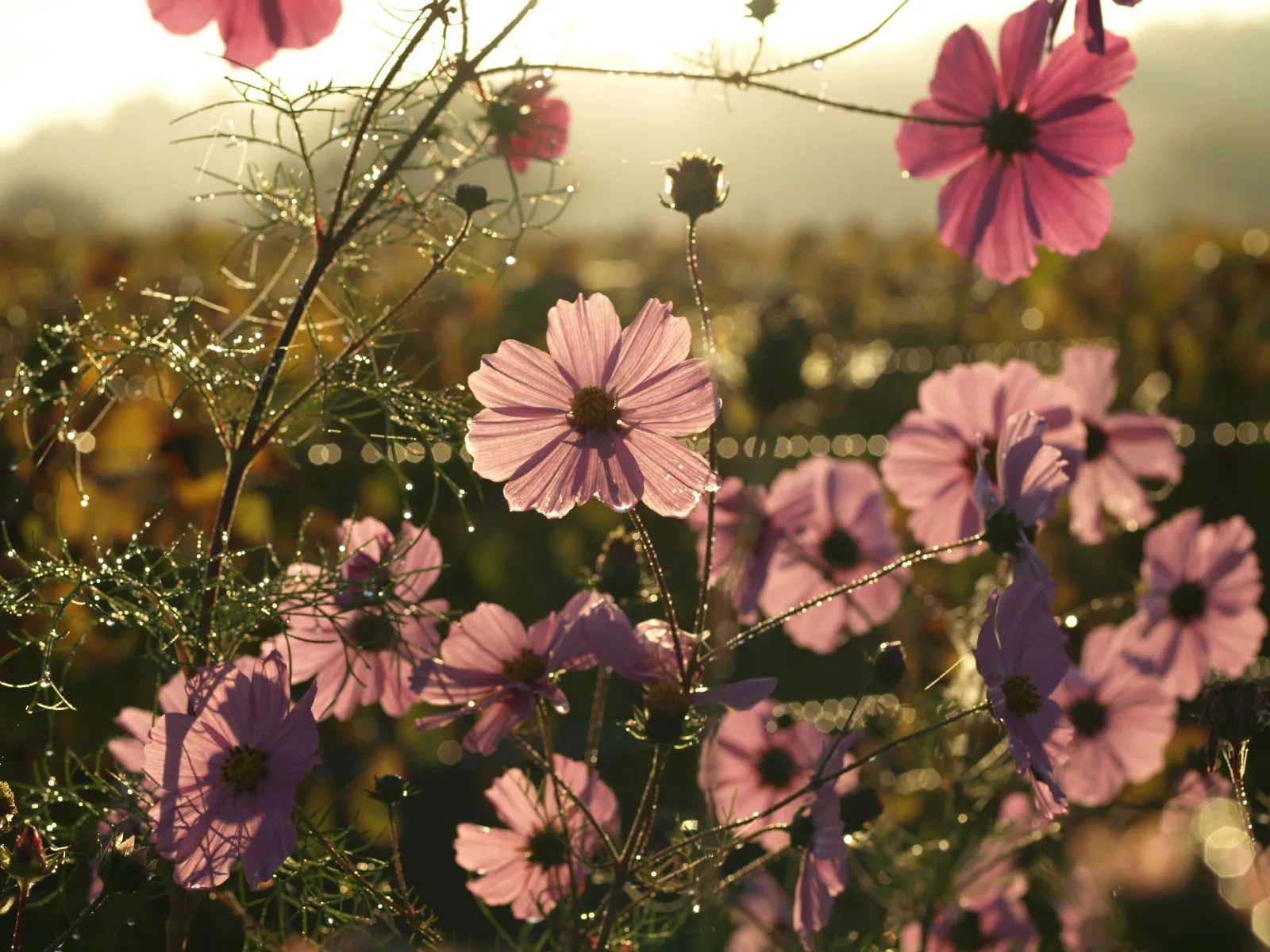 Pink and purple cosmos flowers covered with dewdrops at sunset, with blurred vineyards in the background near Bordeaux.