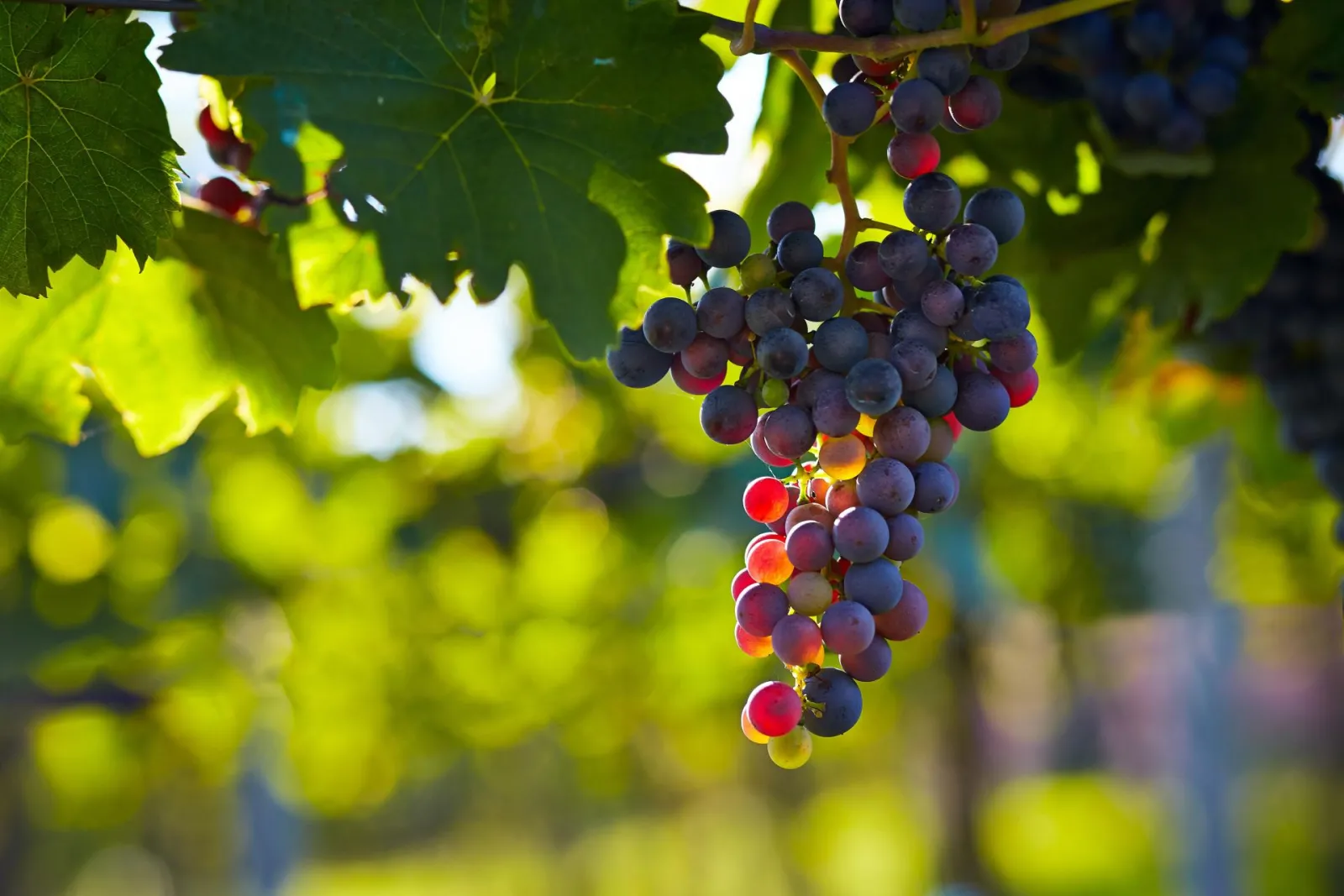 Ripening red and black grapes hanging from a vine in Bordeaux, with sunlit green foliage in the blurred background