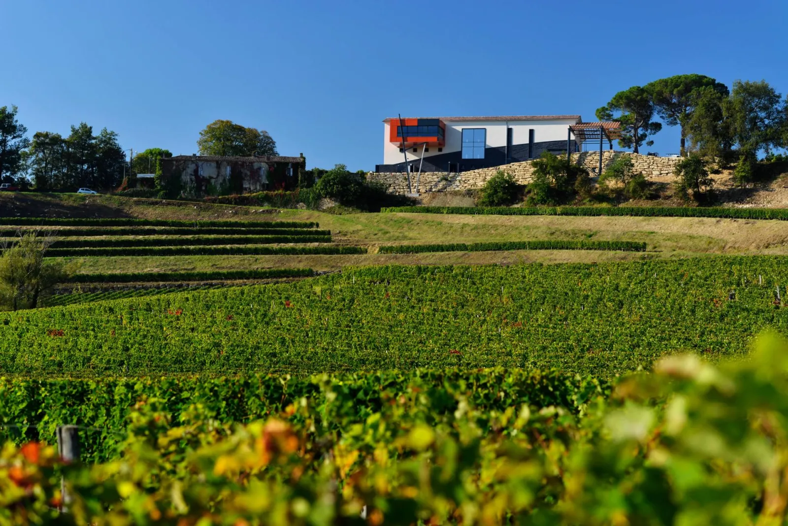 Château La Croizille in Bordeaux with vineyards in the foreground, a modern building with white and black facades overlooking rows of green vines under a clear blue sky.