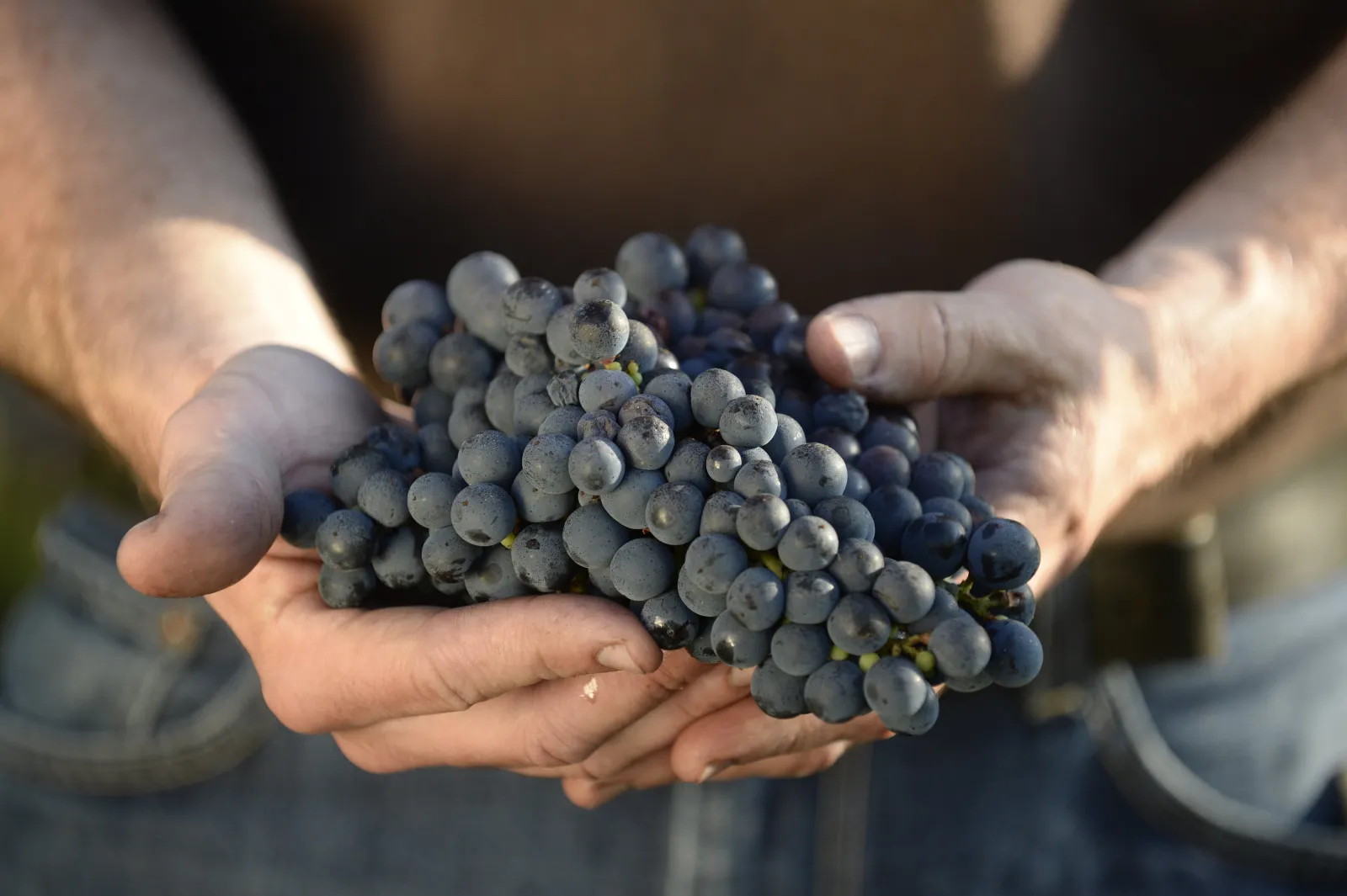 Hands holding a bunch of blue grapes harvested from the vineyards at Château des Places in Bordeaux