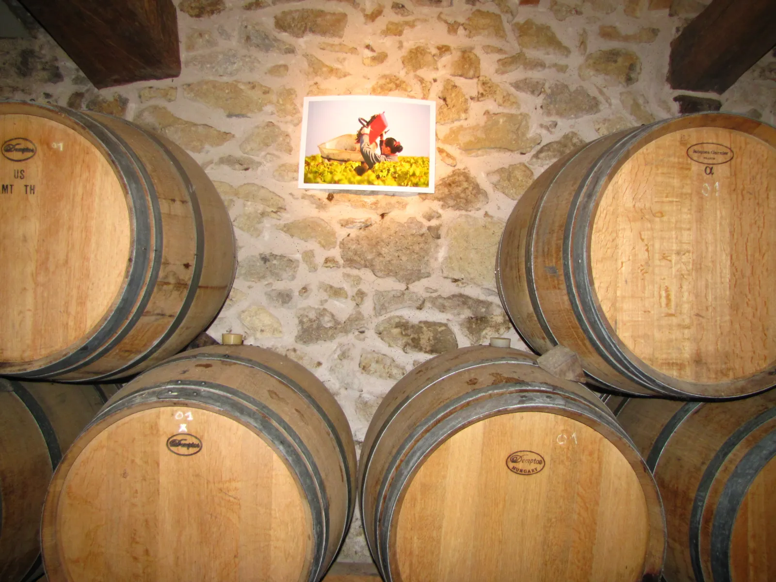 Wine cellar at Château Haut-Bergeron in Bordeaux featuring wooden barrels arranged against a stone wall with a red rooster illustration displayed