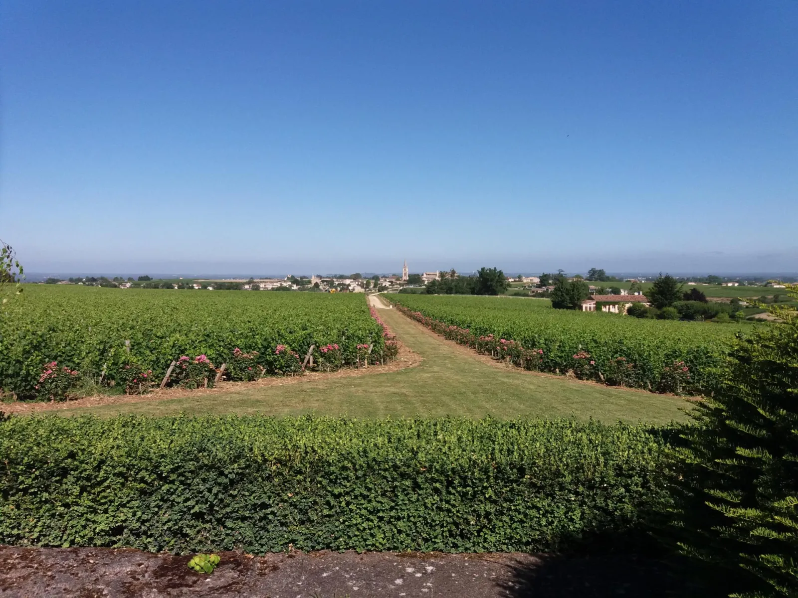 Panoramic view of Bordeaux vineyards with flowering red wine rows, a winding rural path, and the village of Pauillac with its church in the distance under a clear blue sky.