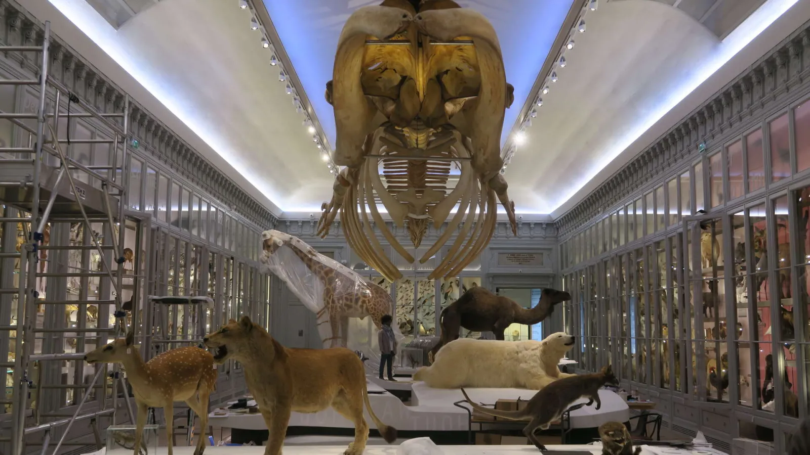 Museum gallery at Bordeaux Museum displaying prehistoric mammal skeletons including a giant suspended skull, lions, a camel and other extinct species in glass display cases.