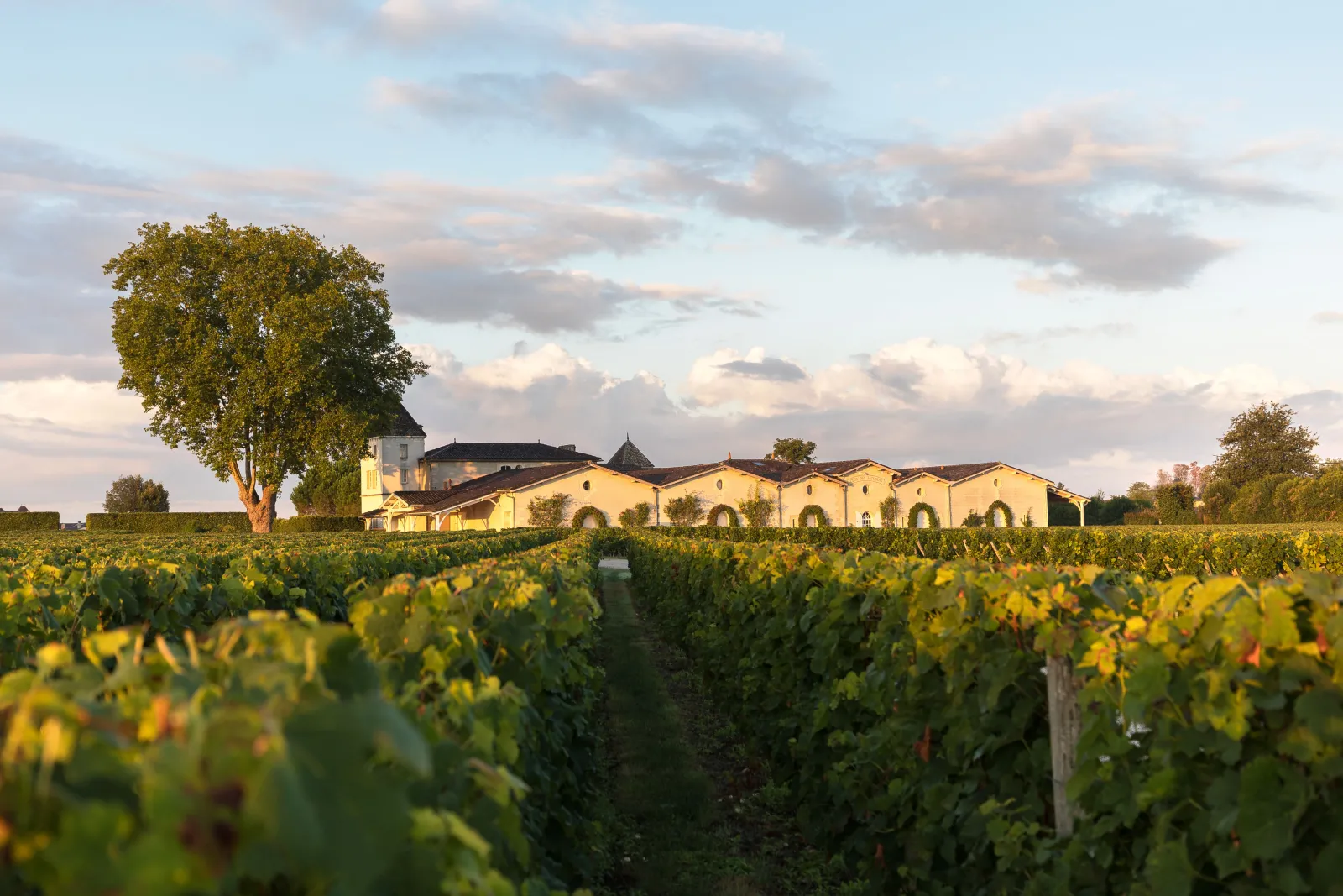 Bordeaux vineyard with yellow-walled winery building, large tree, and cloudy sky at sunset