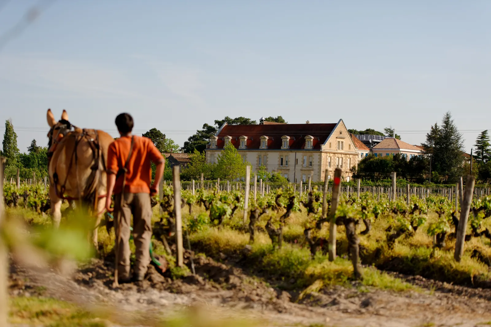 Winemaker with a draft horse working in the vineyards of Domaine de la Solitude near Bordeaux, with the main building visible in the background