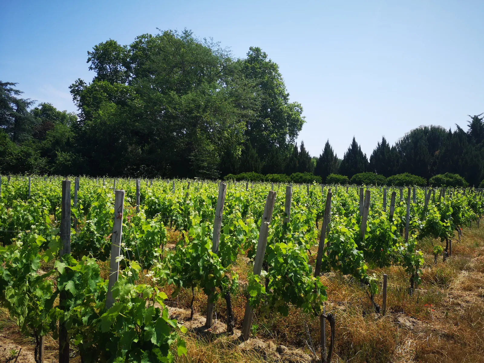 Bordeaux vineyard with rows of green grapevines supported by wooden posts, leafy trees in the background and coniferous forest under clear blue sky