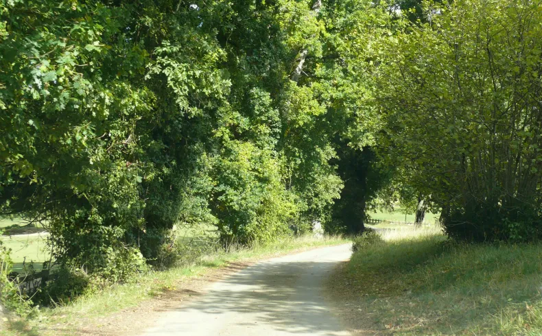 Shaded forest path lined with tall leafy trees at Domaine de la Burthe in Bordeaux