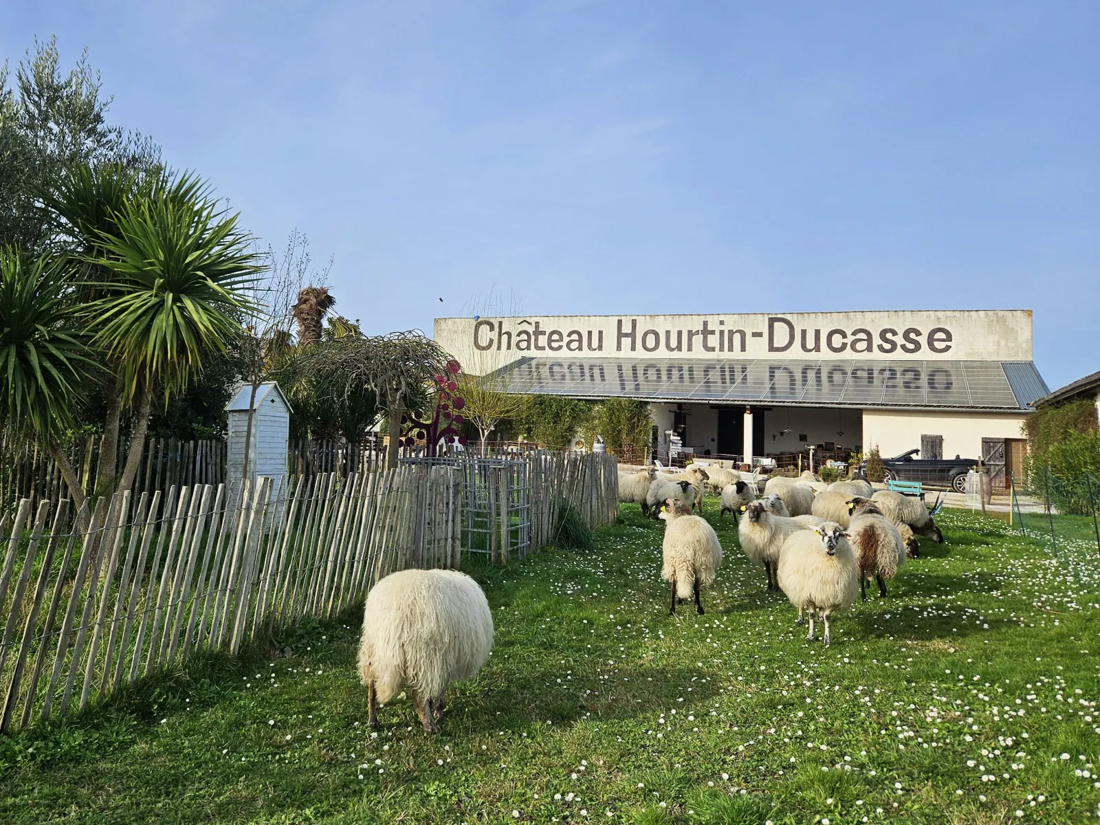 Flock of sheep grazing in the meadow of Château Hourtin-Ducasse in Bordeaux, with the main building visible in the background under a blue sky