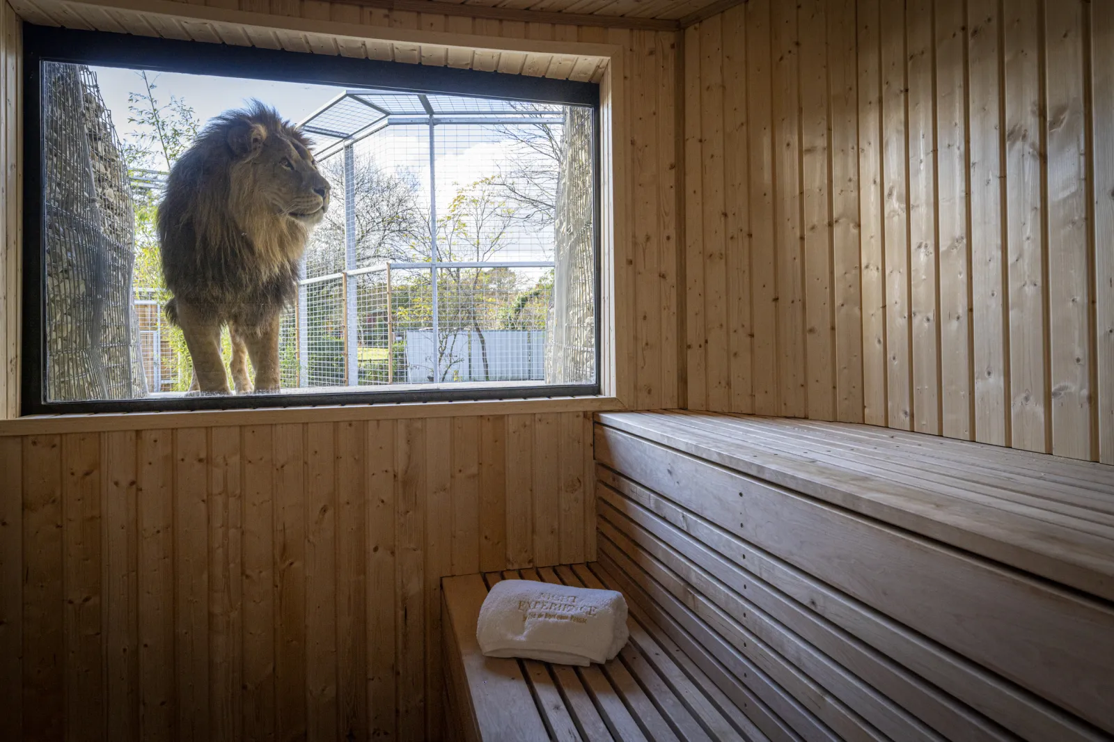 Interior view of a wooden sauna with a large window overlooking a lion in a secure outdoor enclosure.