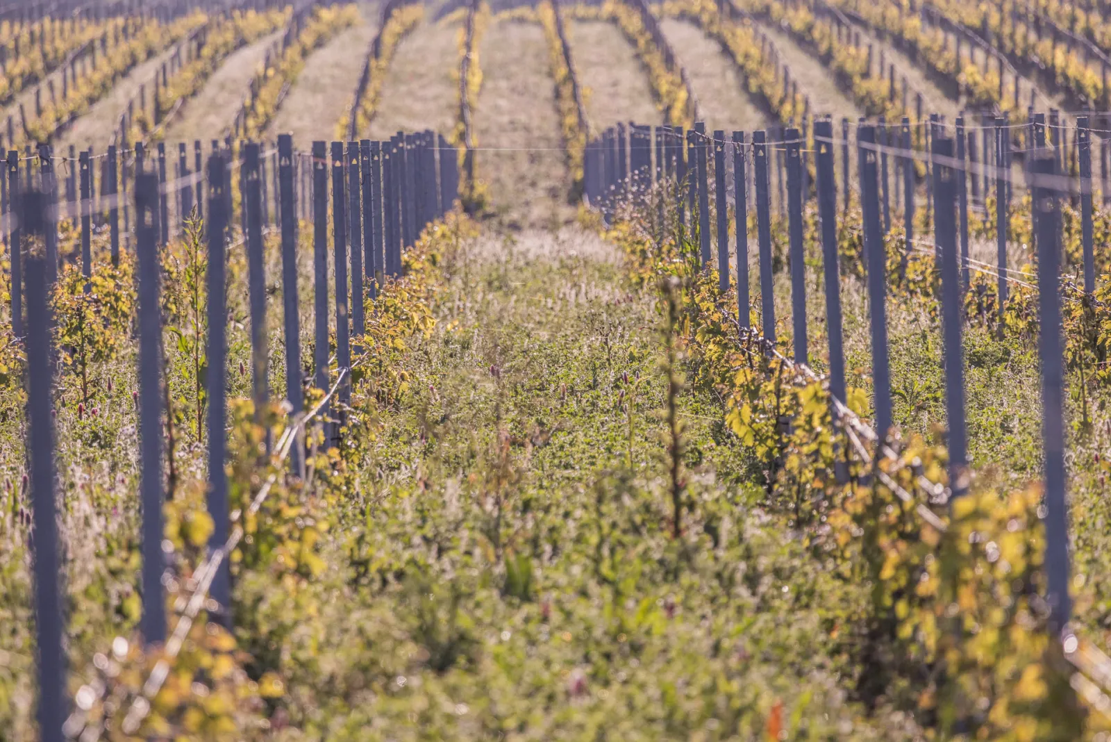 Vineyard rows at Château Sénéjac near Bordeaux, featuring support stakes and golden autumn foliage stretching into the distance