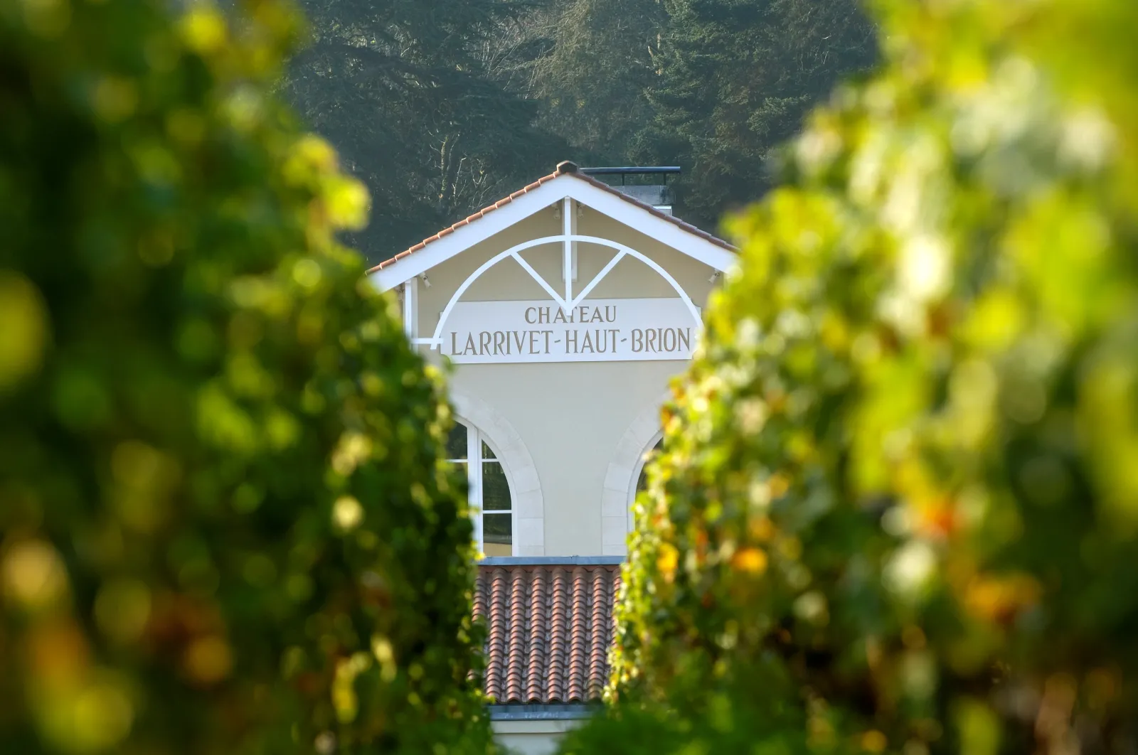 White sign of Château Larrivet Haut-Brion surrounded by flowering grapevines in the Bordeaux vineyards