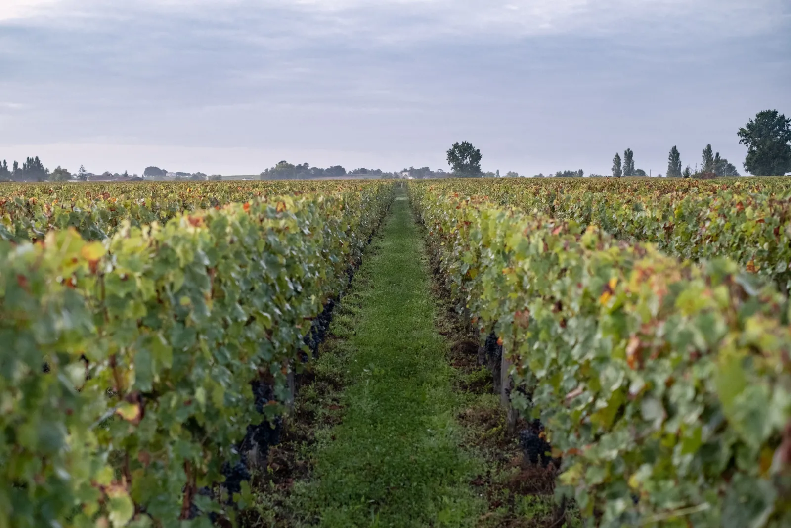 Chauvin Vineyard in Bordeaux with rows of grapevines stretching to the horizon under a cloudy sky